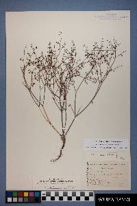 Eriogonum deflexum var. deflexum image